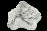 Fossil Crinoid (Eucalyptocrinites) Holdfast - Indiana #154210-3